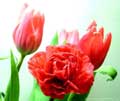 róża, tulipany