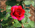 Romantyczna róża