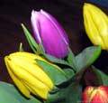 kwiaty, tulipany