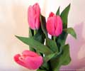 tulipany, kwiaty